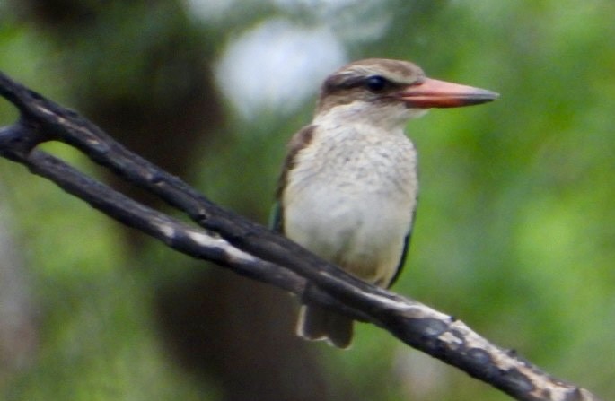 Brown-hooded Kingfisher - ML647456745