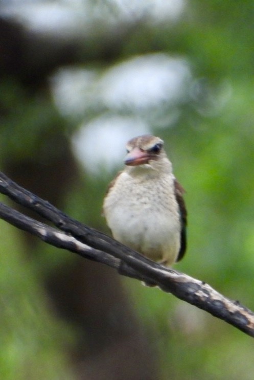 Brown-hooded Kingfisher - ML647456746