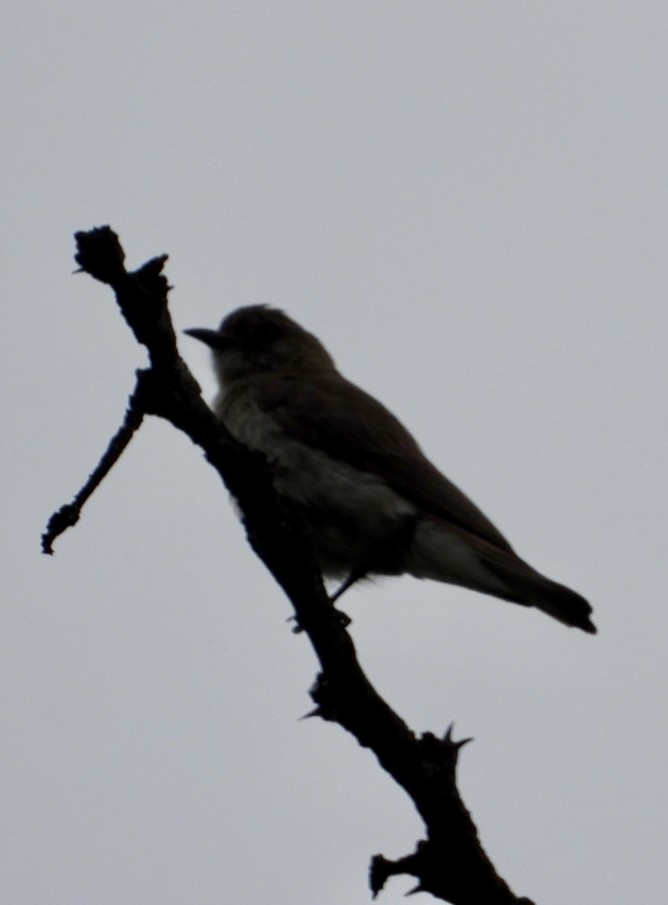 Brown-backed Honeybird - ML647456749