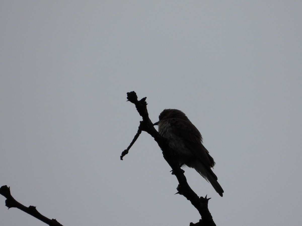 Brown-backed Honeybird - ML647456750