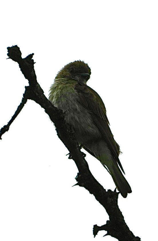 Brown-backed Honeybird - ML647456751