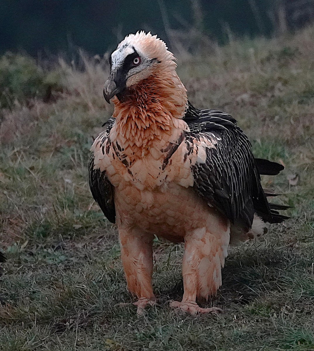 Bearded Vulture - ML647456769