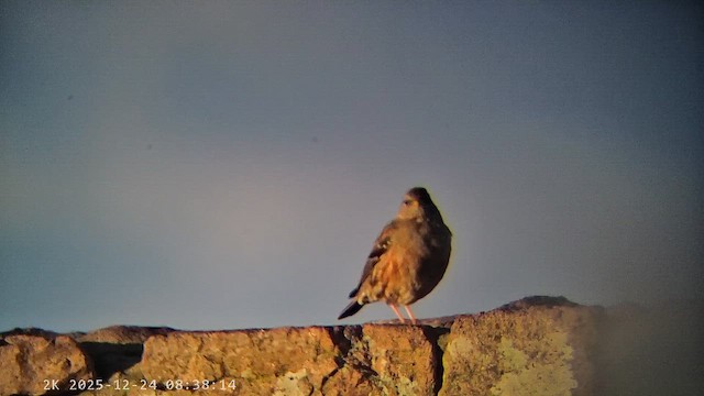 Тинівка альпійська - ML647456770