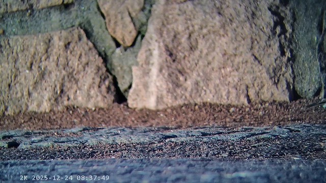 Тинівка альпійська - ML647456771