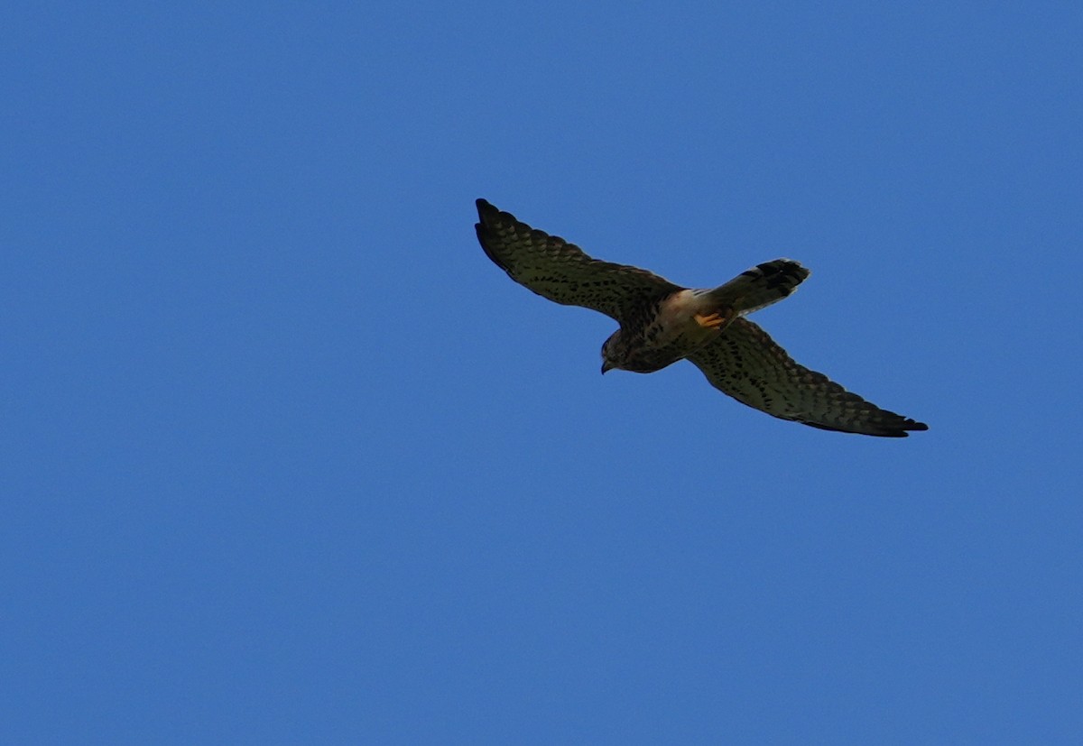 Spotted Kestrel - ML647456774
