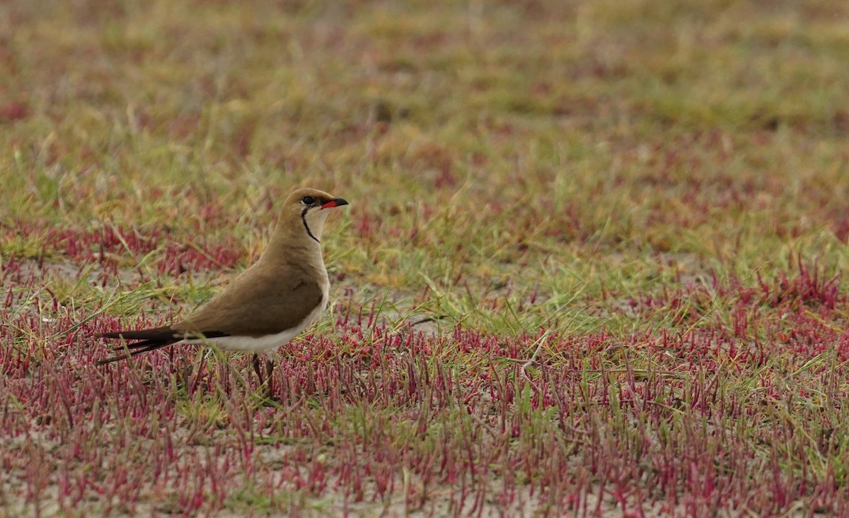 Collared Pratincole - ML647456786