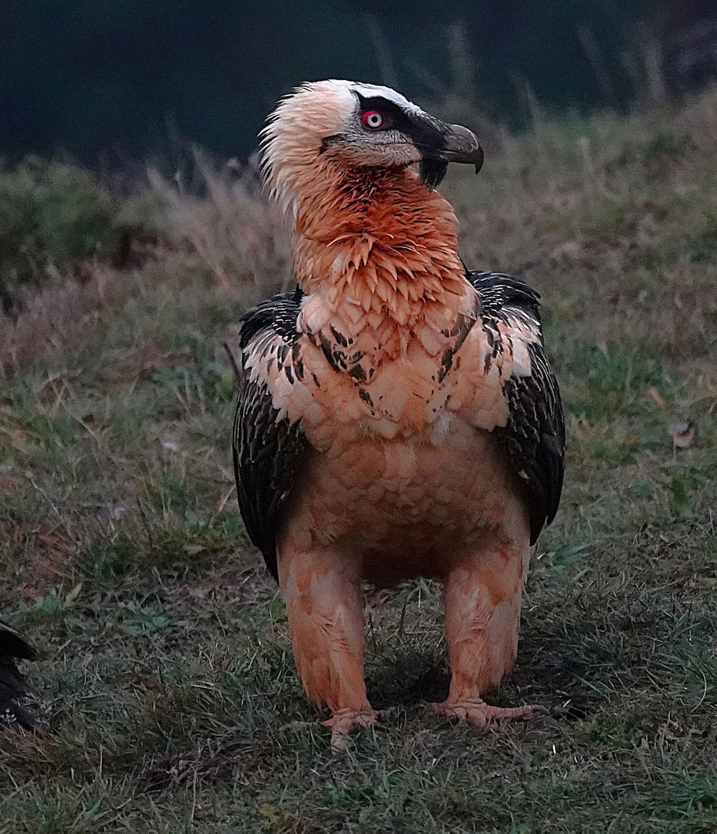 Bearded Vulture - ML647456800