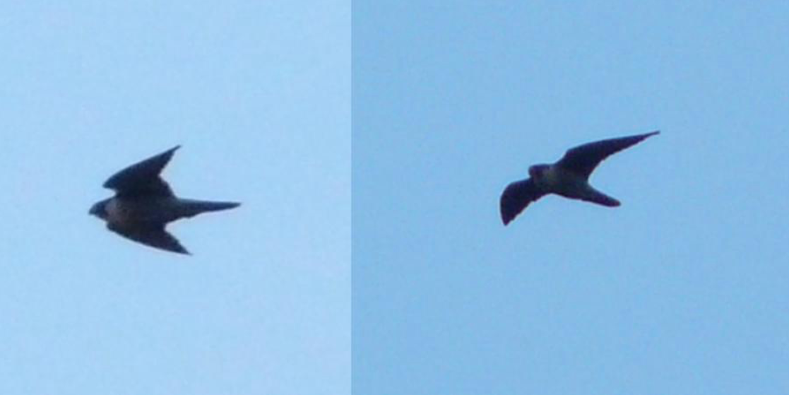 בז נודד - ML647456805