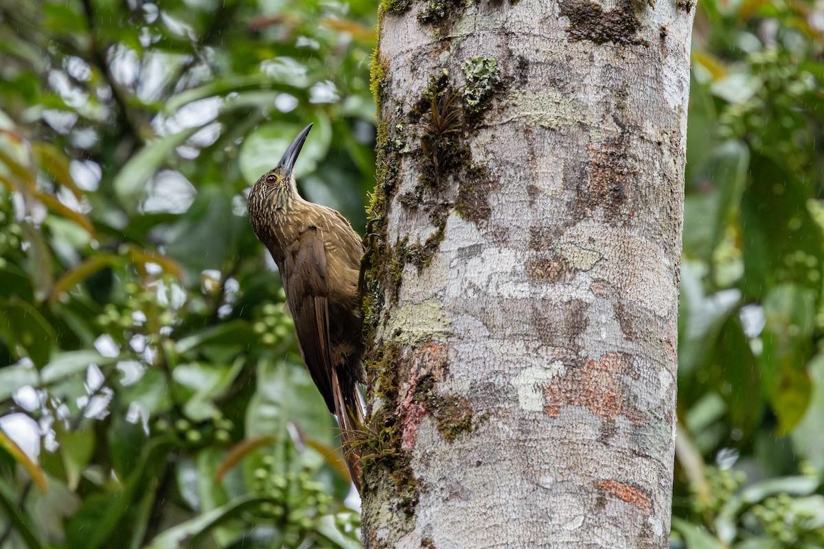 Ak Boğazlı Tırmaşık - ML647456812