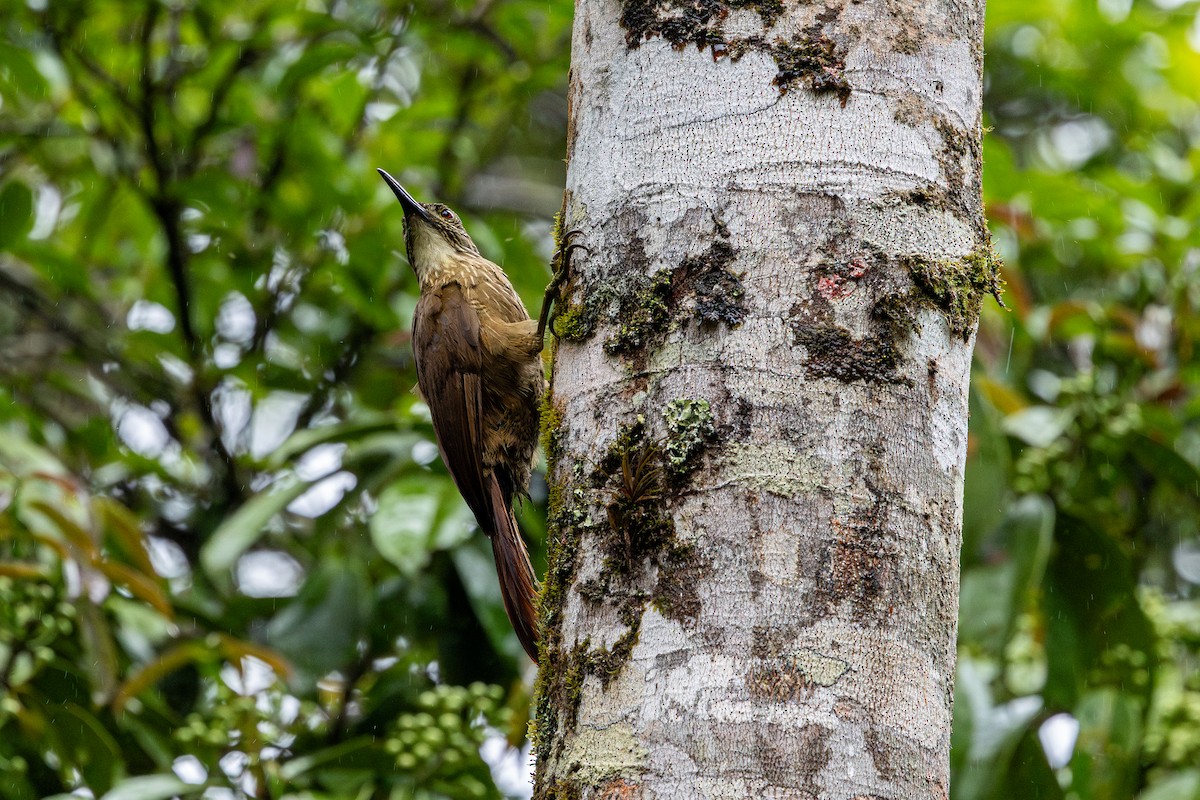 Grimpar à gorge blanche - ML647456813