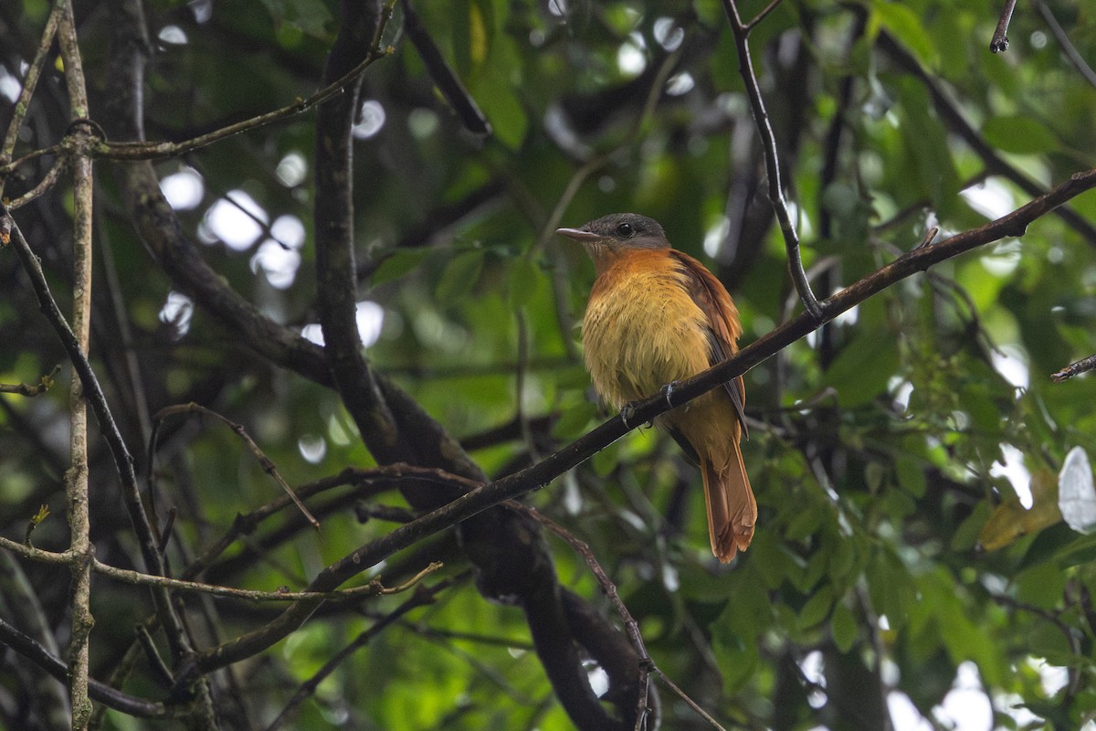 Kızıl Kuyruklu Attila - ML647456816