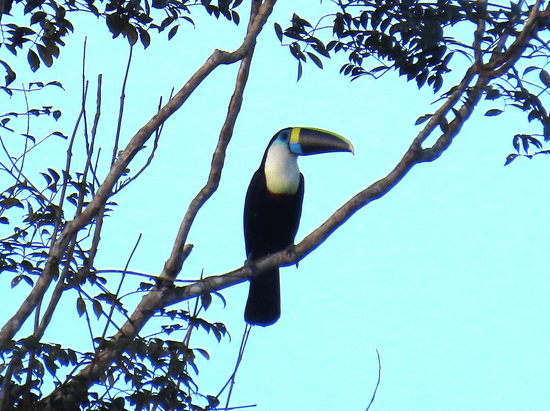White-throated Toucan - ML647456827