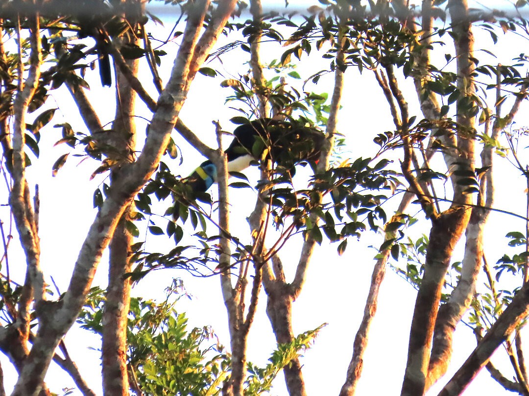 White-throated Toucan - ML647456828