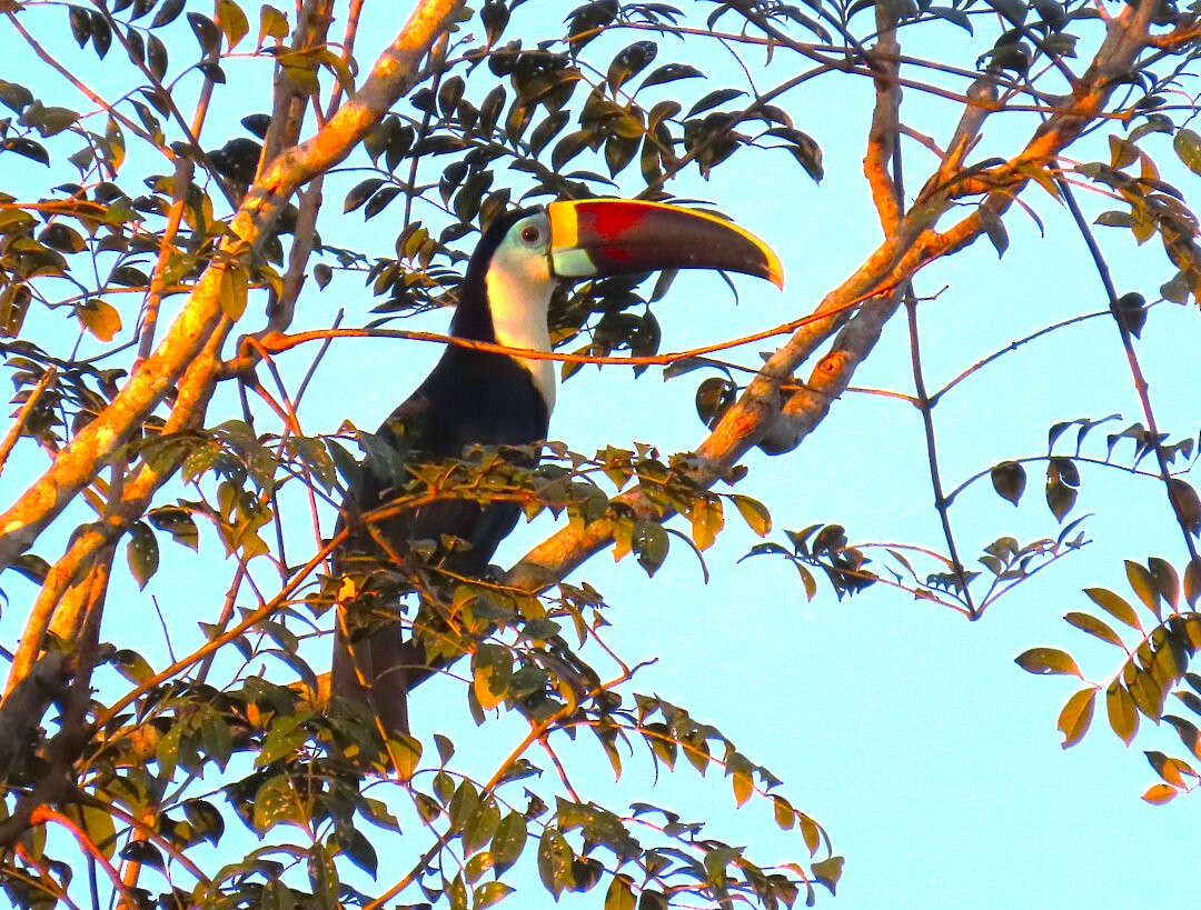 White-throated Toucan - ML647456829