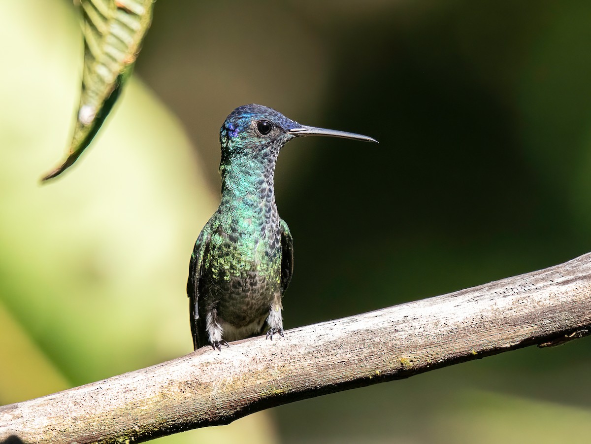 Golden-tailed Sapphire - ML647456837