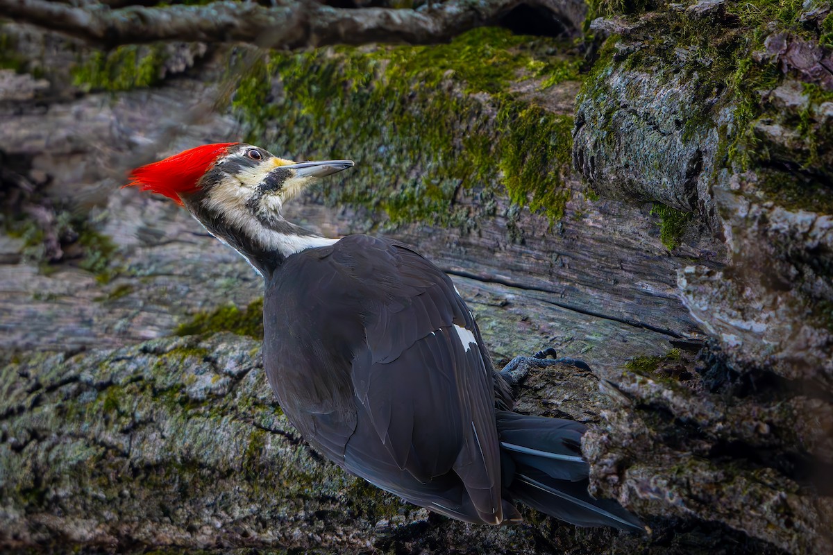 Хохлатая желна - ML647456842