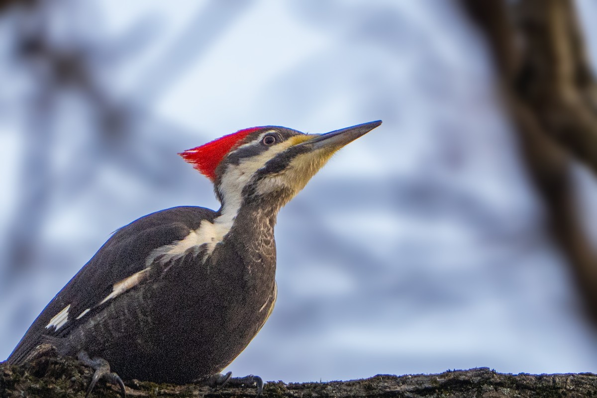 Хохлатая желна - ML647456843