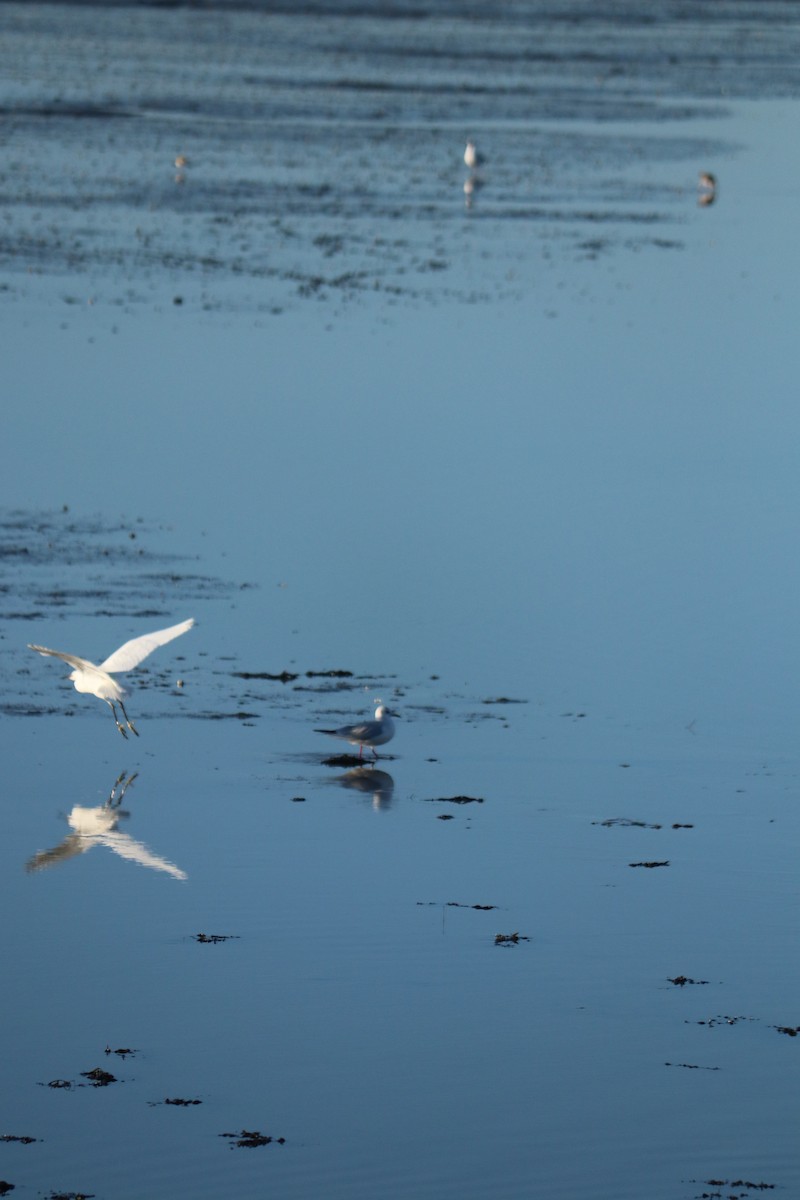 Little Egret - ML647456845