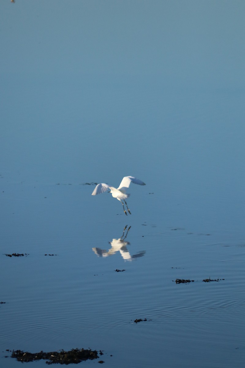 Little Egret - ML647456848