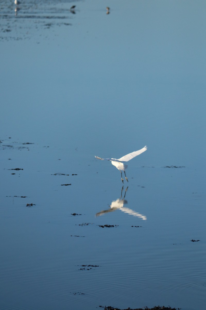 Little Egret - ML647456849