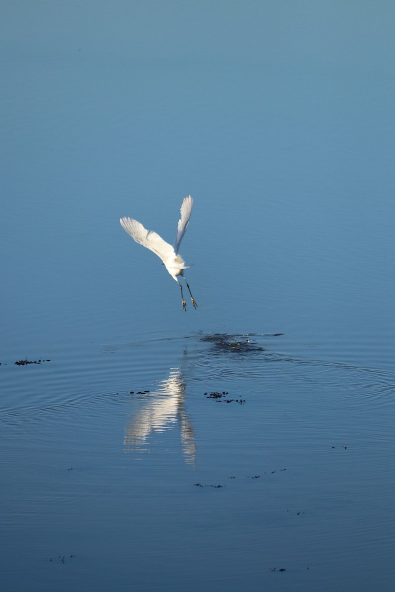 Little Egret - ML647456850