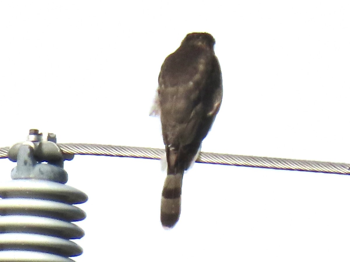 Cooper's Hawk - ML647456861