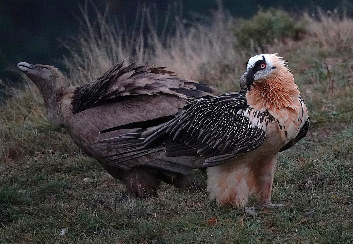 Bearded Vulture - ML647456879