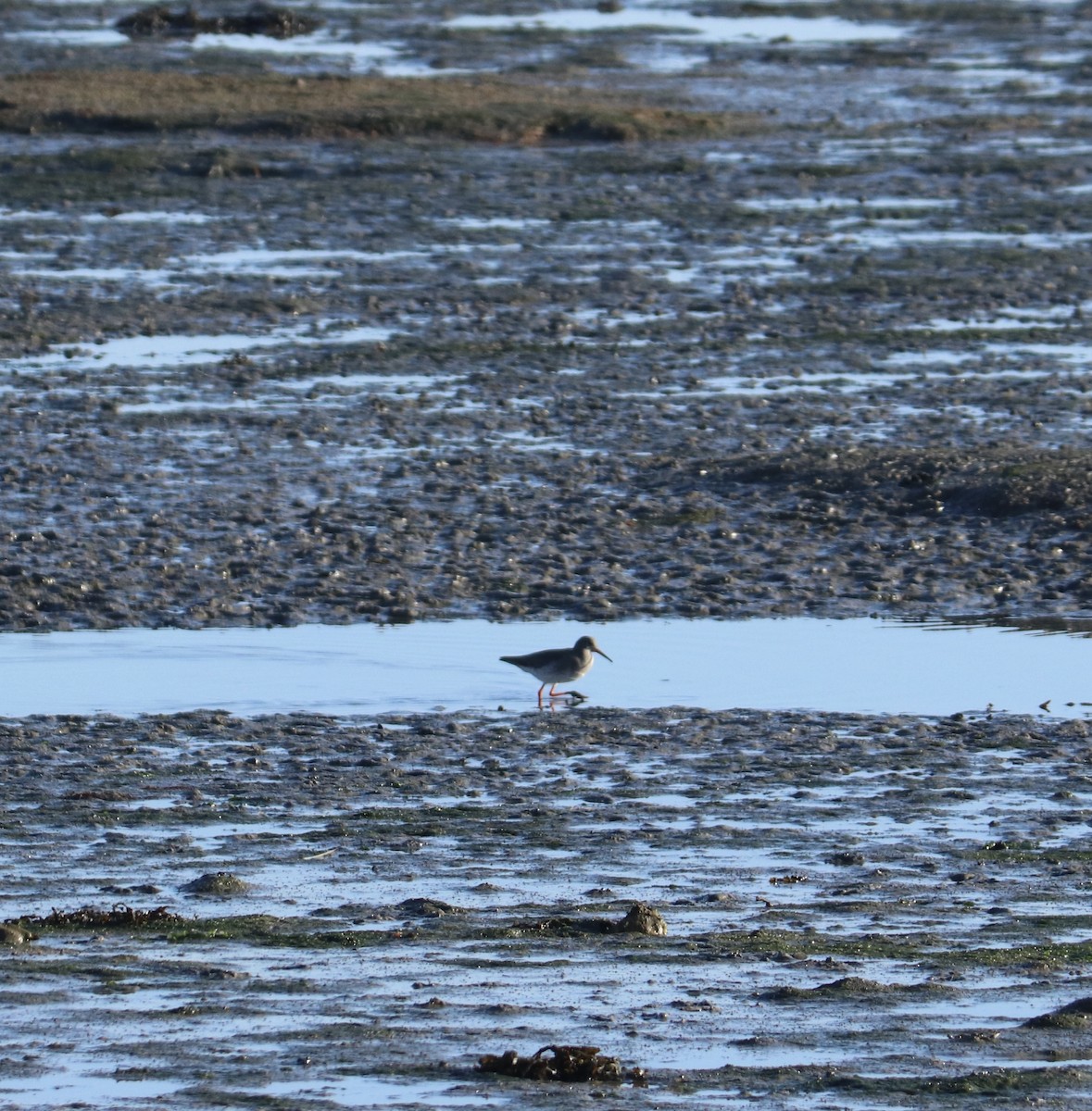 Kızılbacak - ML647456884