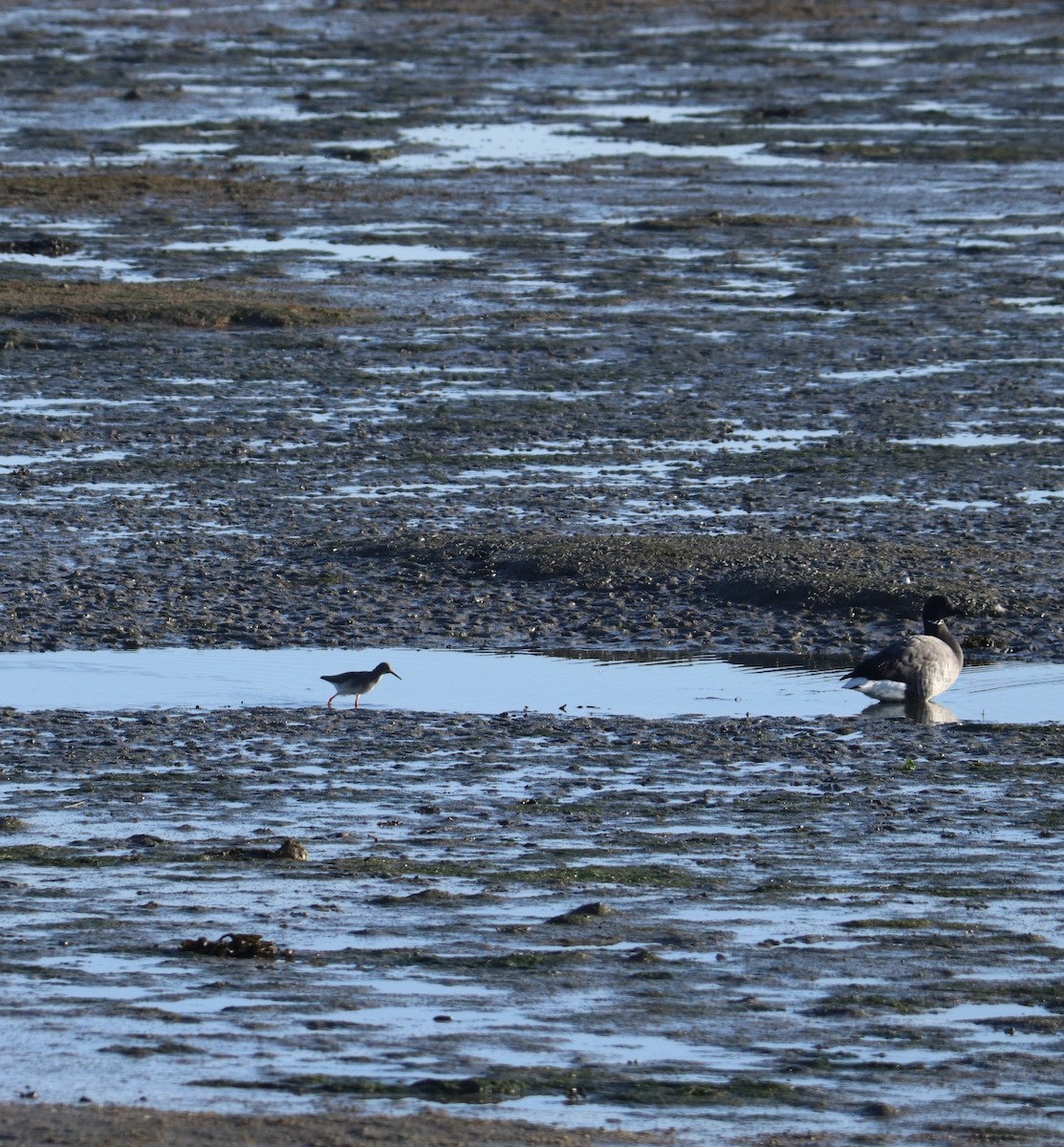 Kızılbacak - ML647456885