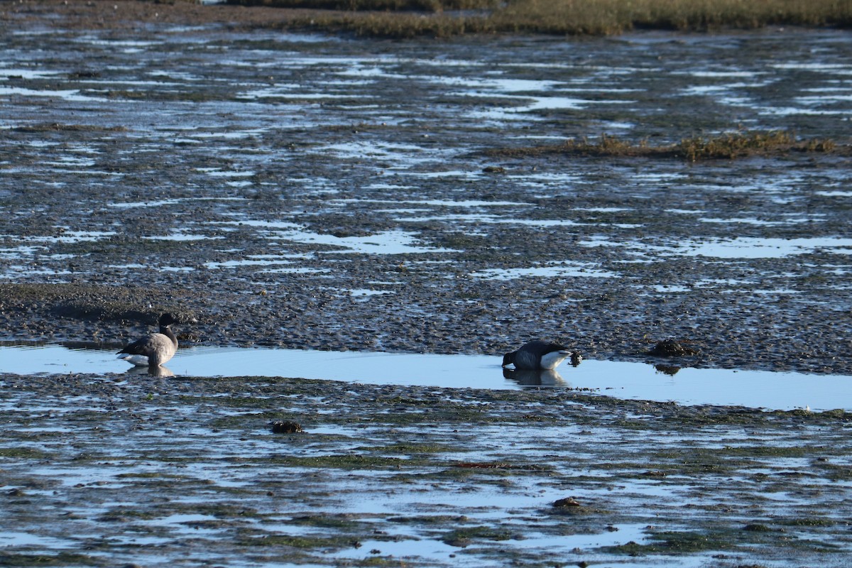 Yosun Kazı - ML647456886