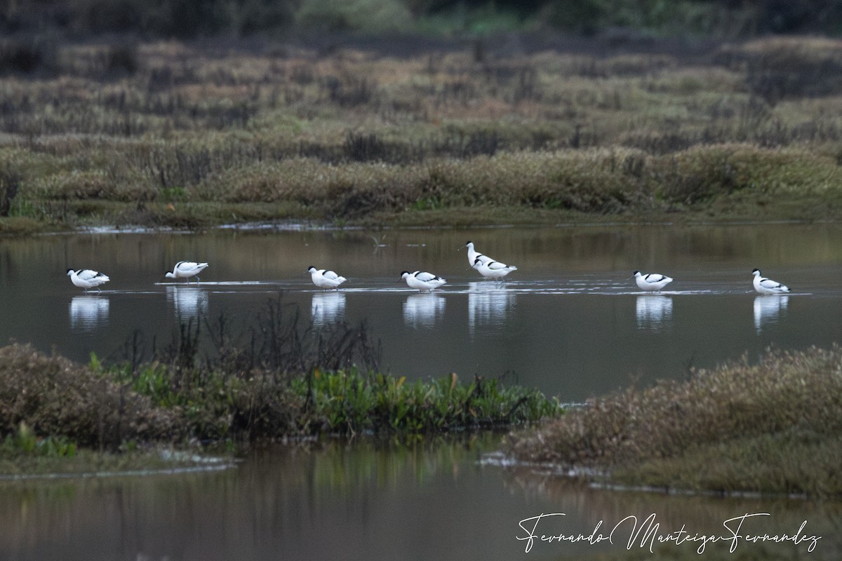 Kılıçgaga - ML647456888