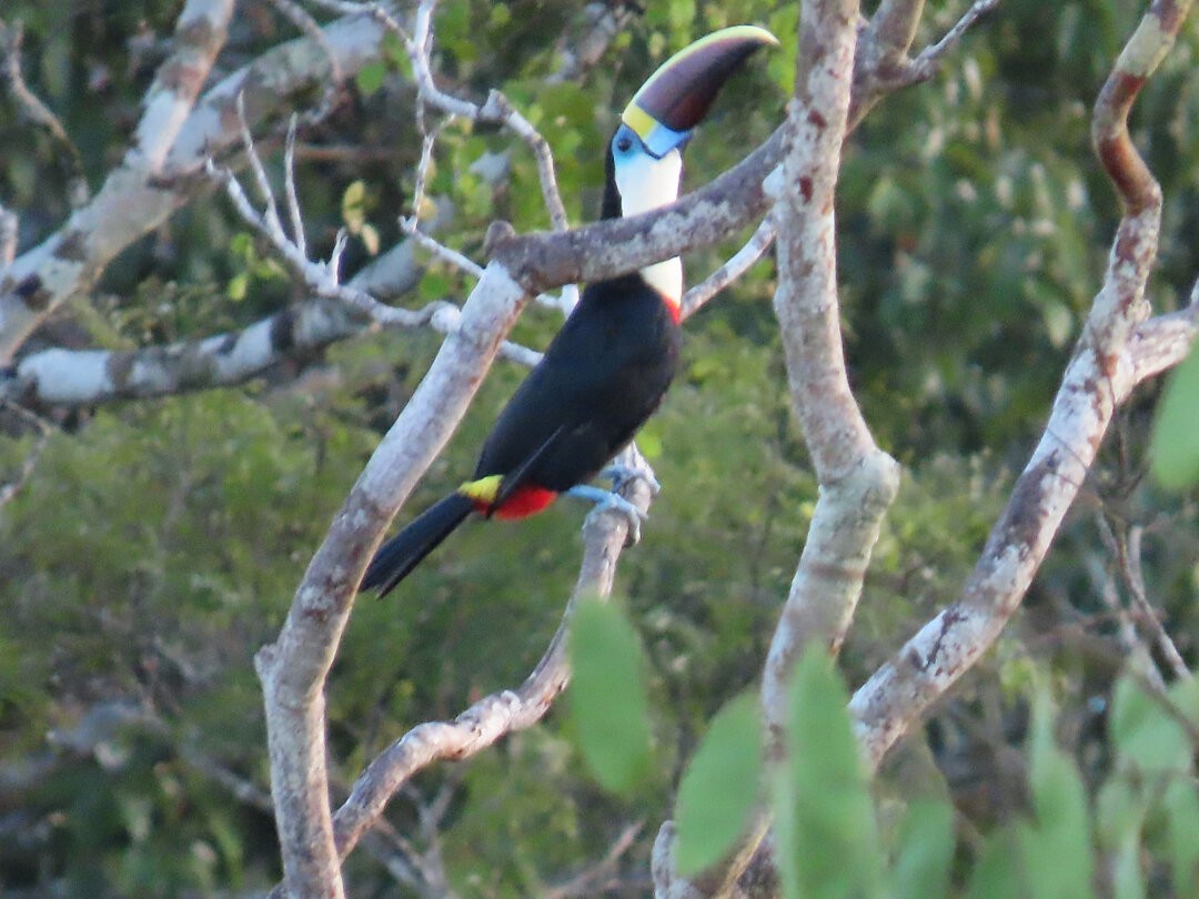 Beyaz Gerdanlı Tukan - ML647456890