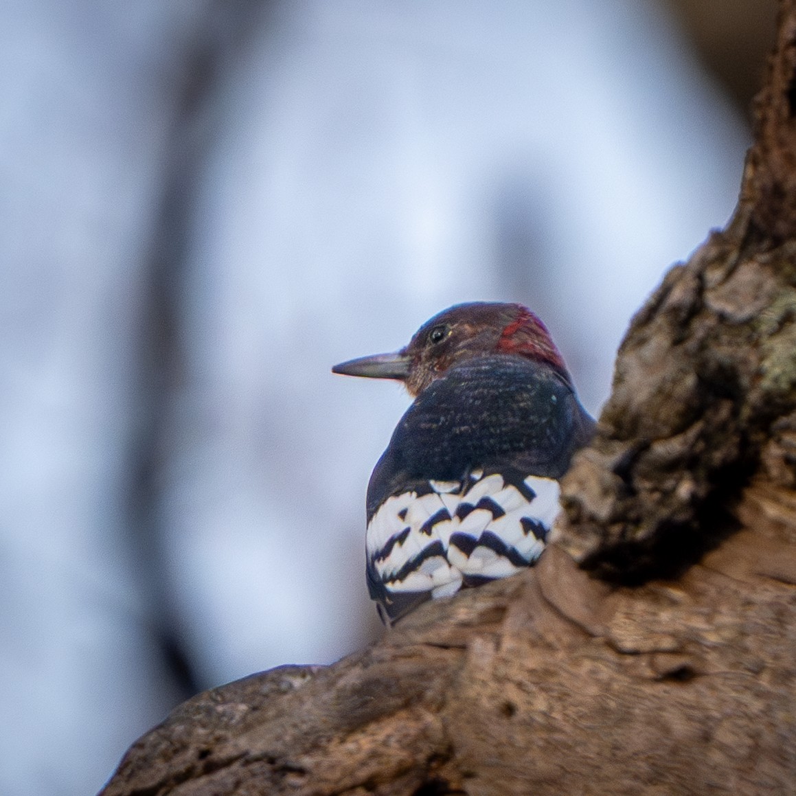 Kırmızı Başlı Ağaçkakan - ML647456892