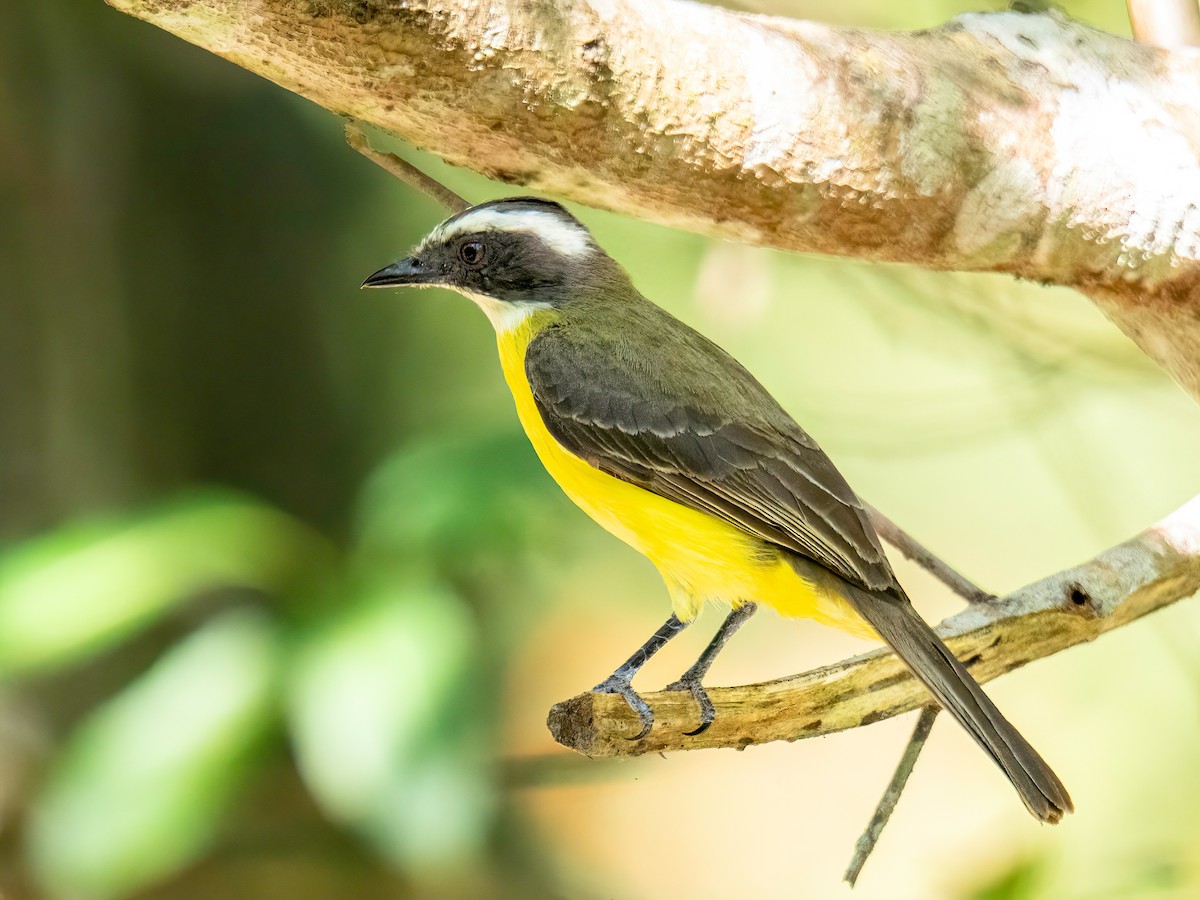 Sosyal Tiran - ML647456893