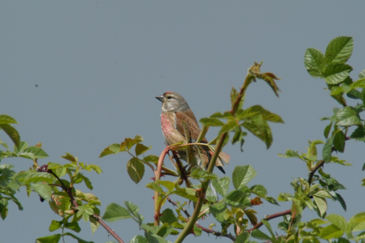 Ketenkuşu - ML647456894