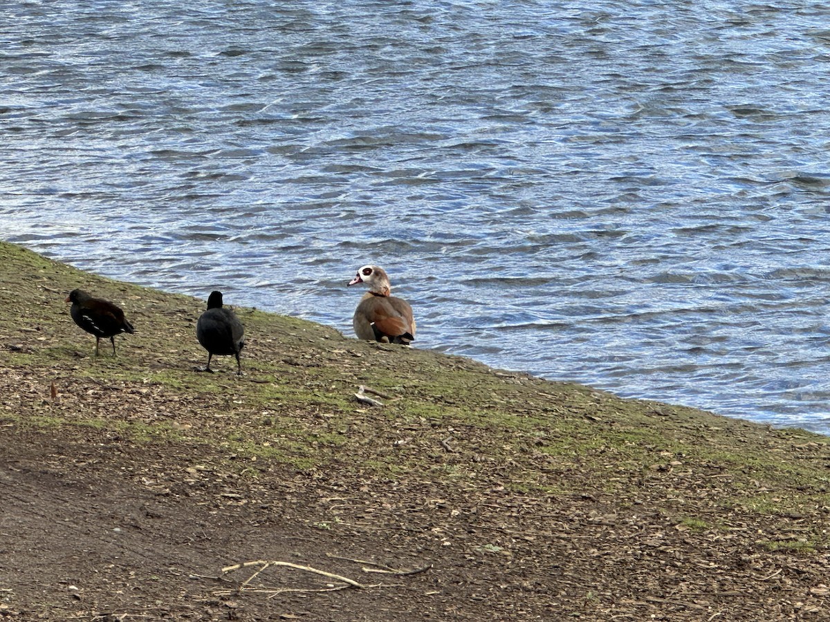 Nil Kazı - ML647456896