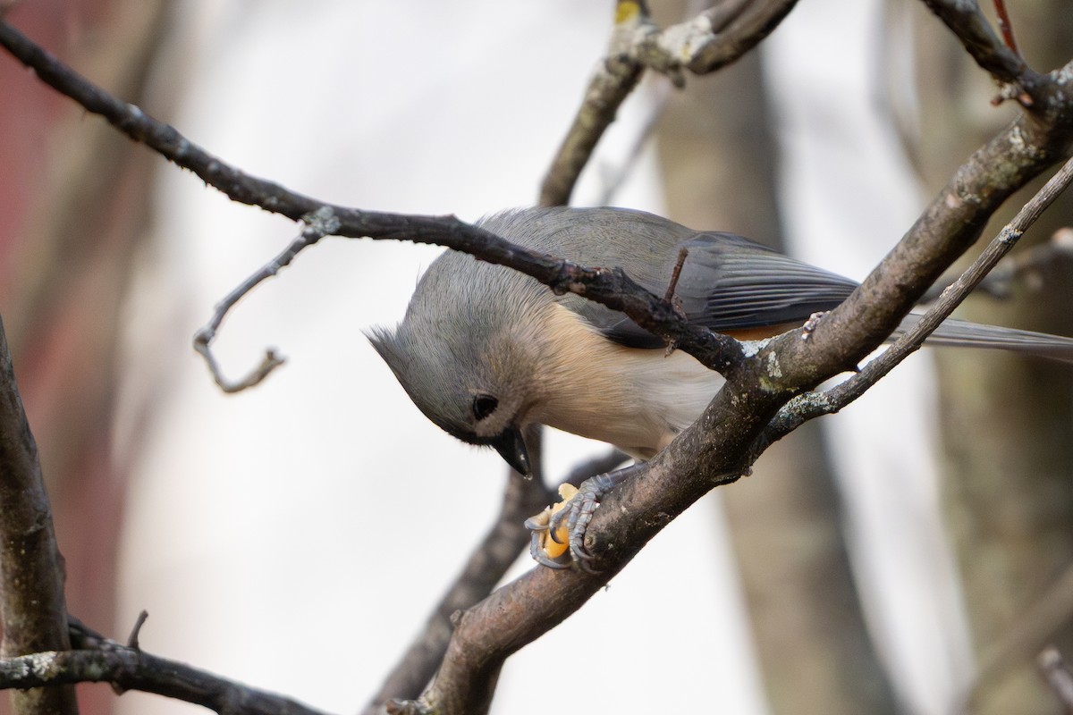 Ak Tepeli Baştankara - ML647456897