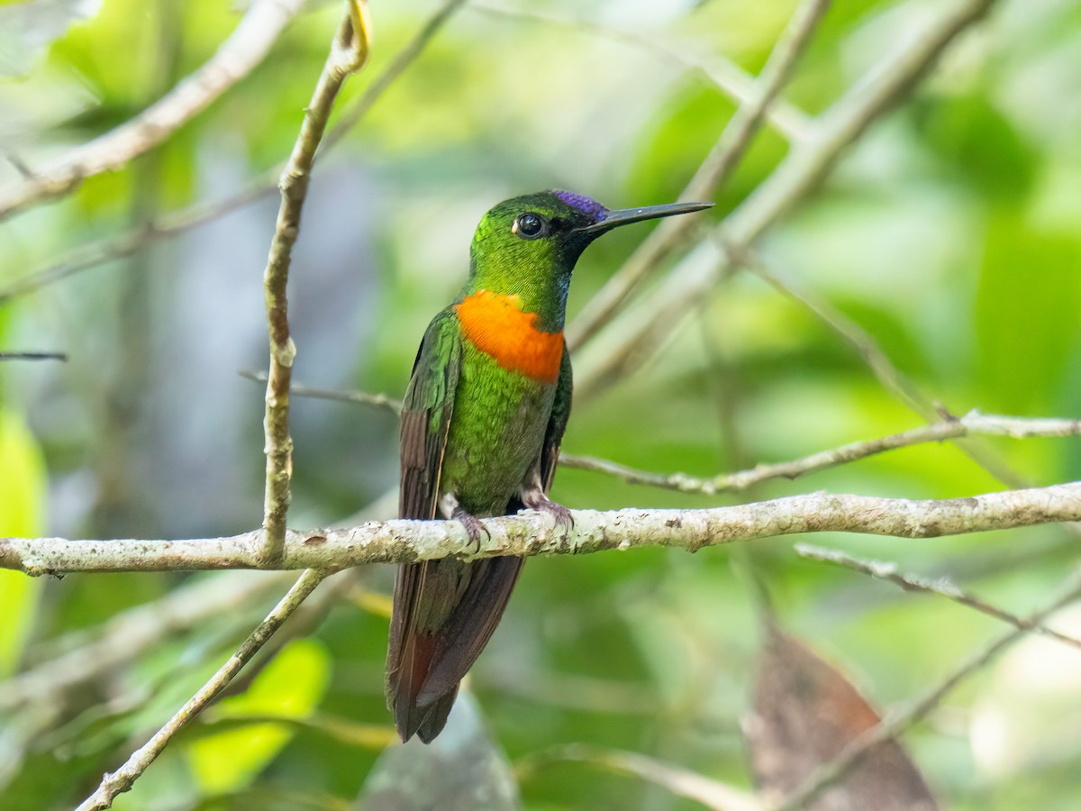 Kestane Karınlı Pırıltı - ML647456901