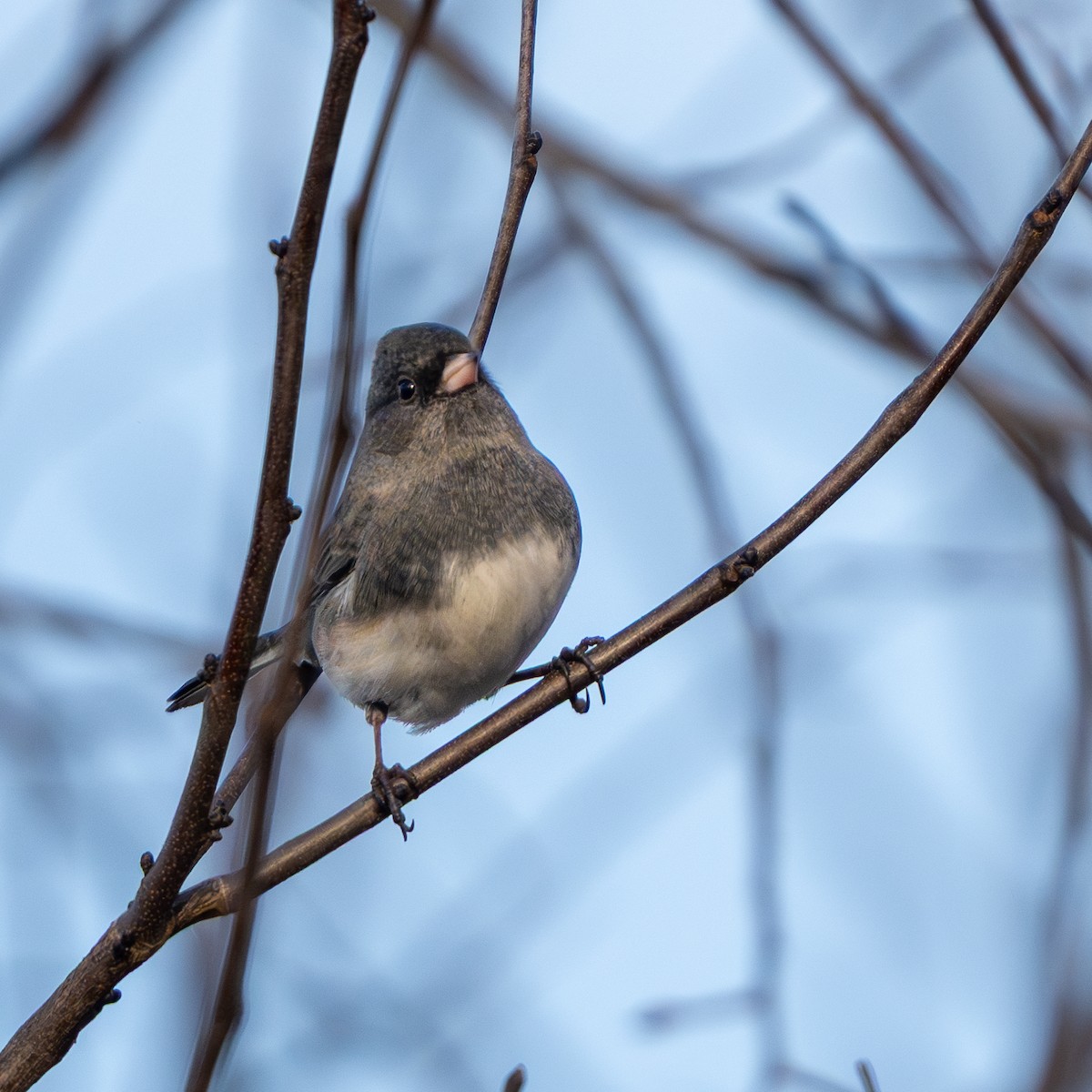 Kara Gözlü Junko - ML647456902