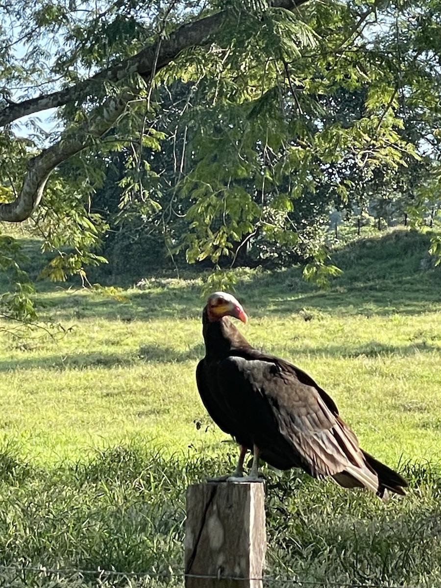 Küçük Sarı Başlı Akbaba - ML647456904