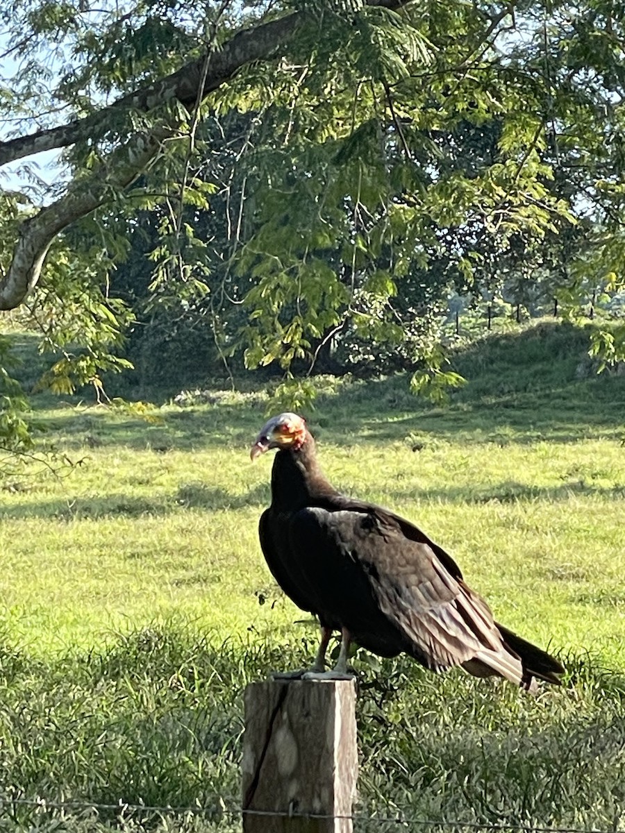 Küçük Sarı Başlı Akbaba - ML647456905