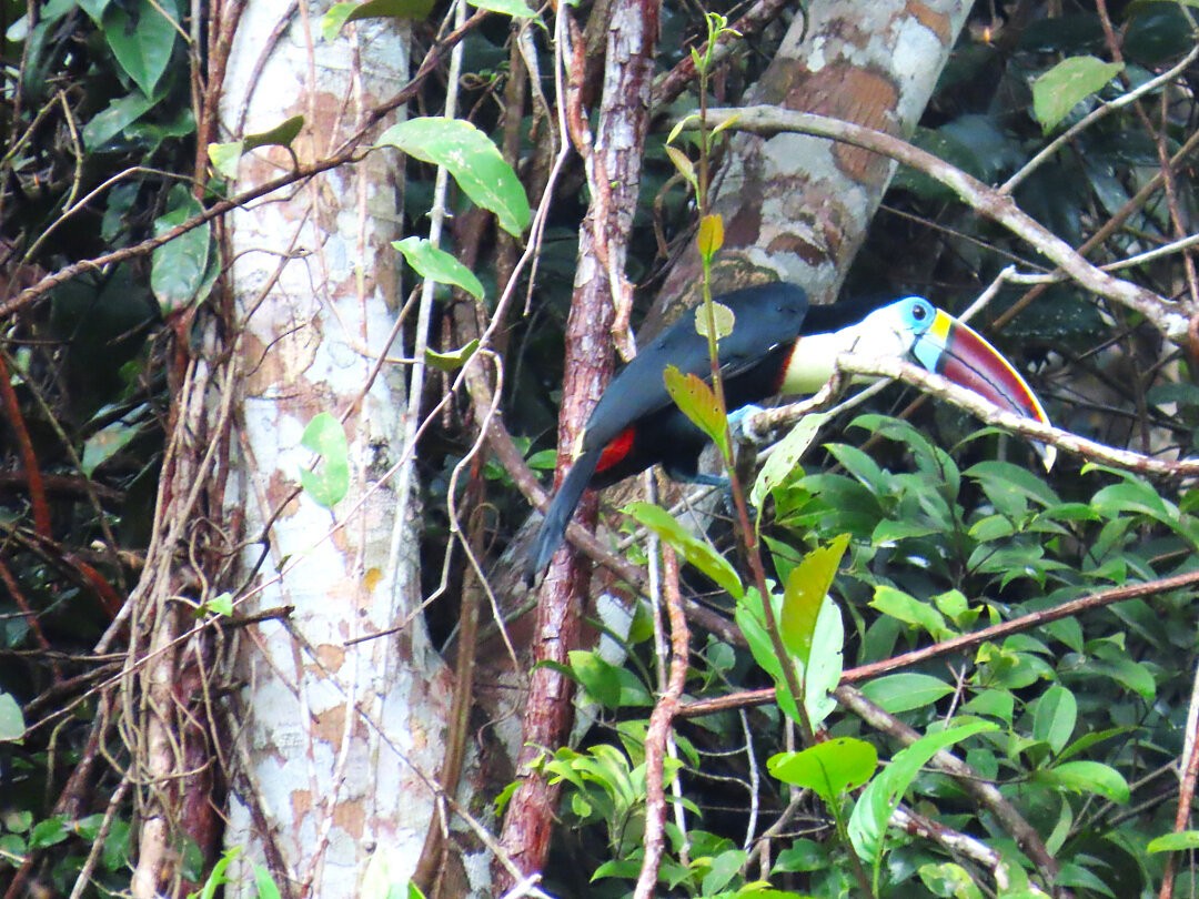 Beyaz Gerdanlı Tukan - ML647456907