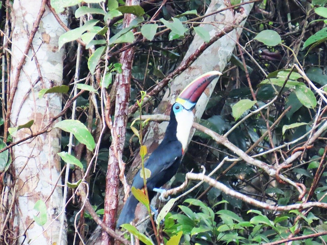 Beyaz Gerdanlı Tukan - ML647456908