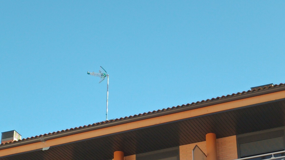 Kır Kırlangıcı - ML647456912