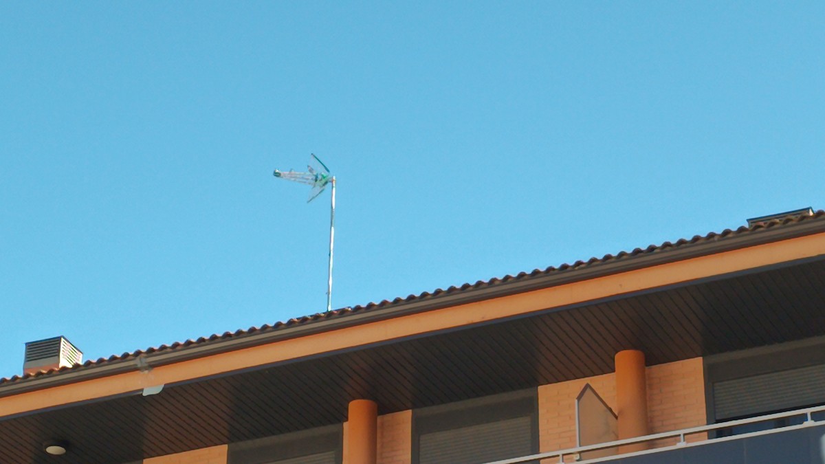 Kır Kırlangıcı - ML647456914