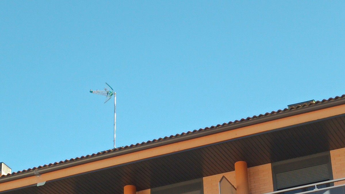 Kır Kırlangıcı - ML647456915