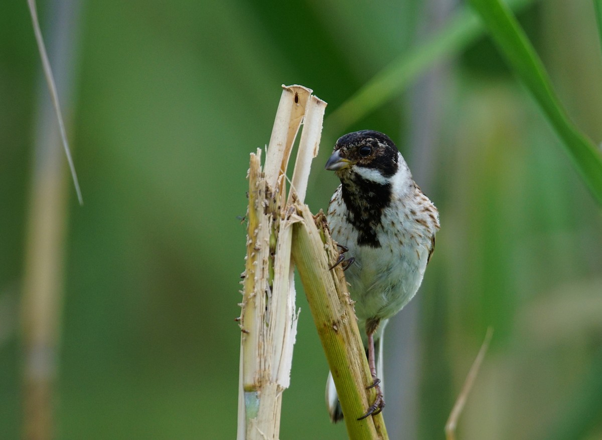 Bataklık Çintesi - ML647456916