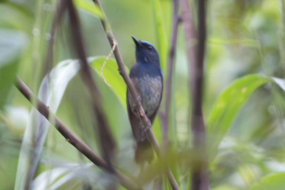 Hainan Mavi Sinekkapanı - ML647456917