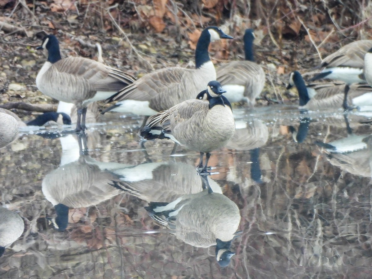 Kanada Kazı - ML647456918