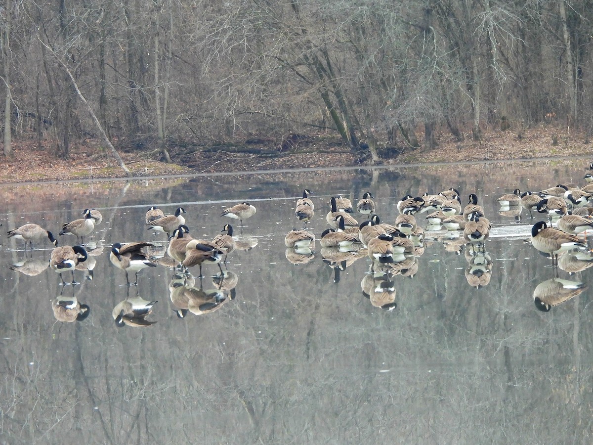 Kanada Kazı - ML647456920